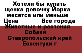 Хотела бы купить щенка девочку Йорка 2 месетса или меньше › Цена ­ 5 000 - Все города Животные и растения » Собаки   . Ставропольский край,Ессентуки г.